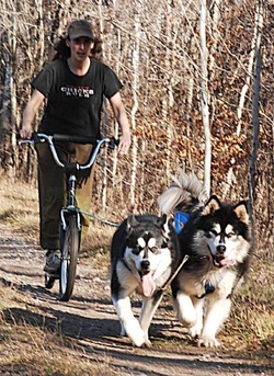 Alaskan Malamute Picture - two Alaskan Malamutes scootering - Ooky and Tinker