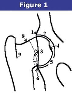 Image and graphic of OFA structures for hip dysplasia assessment.