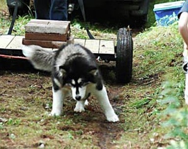 CKC Purebred Alaskan Malamute Yukonjaks Seal of Distinction - Ooky - showing her weight pull form