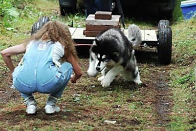 Alaskan Malamute Yukonjaks Seal of Distinction - Ooky - showing her form at a weight pull
