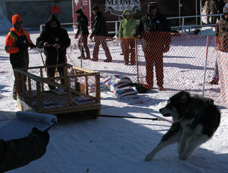CKC Purebred Alaskan Malamute Yukonjaks Ooky winning gold at Alaskan Malamute Rescue League Winter Pull